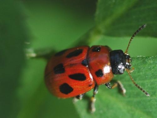 Gonioctena fornicata
