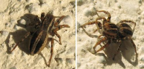 Phlegra fasciata