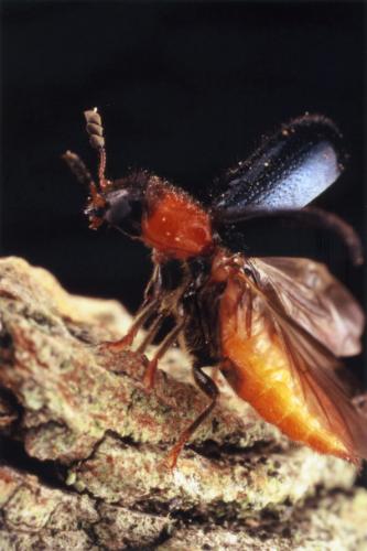 Dermestoides sanguinicollis