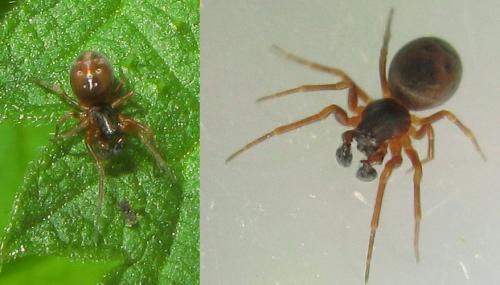 Dictyna sp.