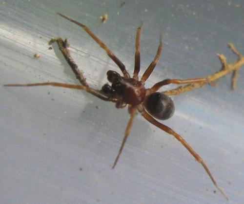 Zodarion sp.