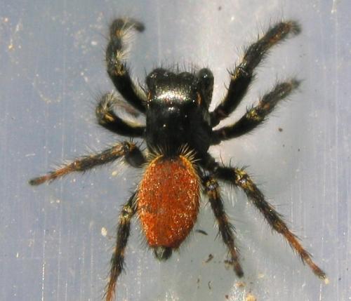 Réf. 31 059 : Carrhotus xanthogramma