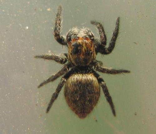 Carrhotus xanthogramma