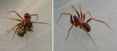 Zodarion sp.