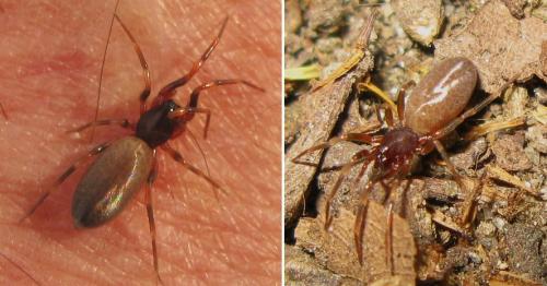 Harpactea hombergi