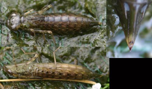 Aeshna sp.