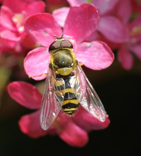 Réf. 31 142 : Syrphus sp.