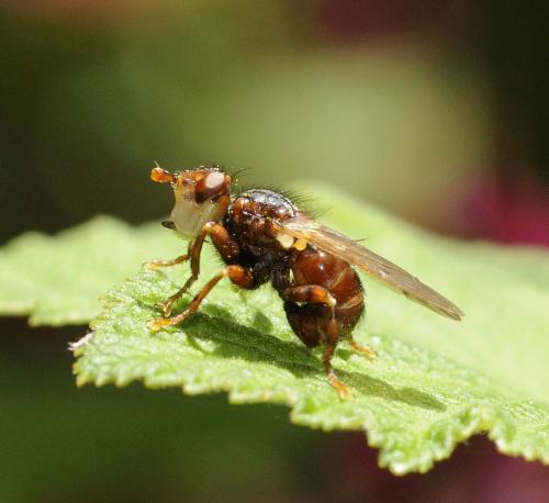 Myopa sp.