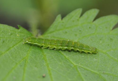 Réf. 31 143 : Hypena proboscidalis