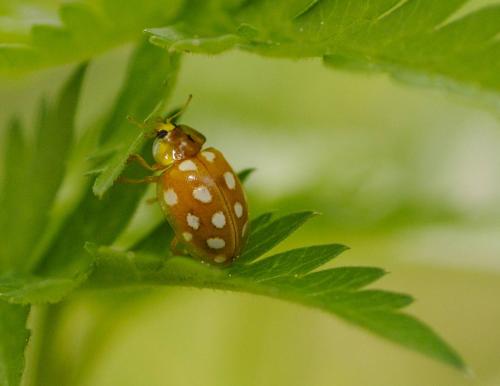Halyzia sedecimguttata