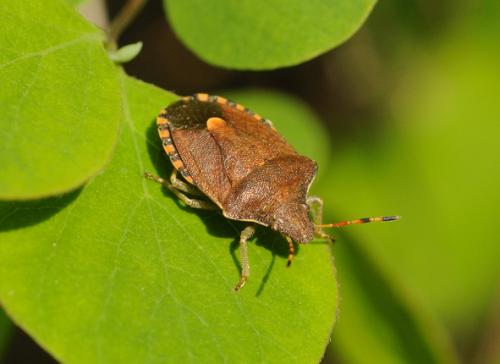Réf. 31 128 : Peribalus strictus vernalis