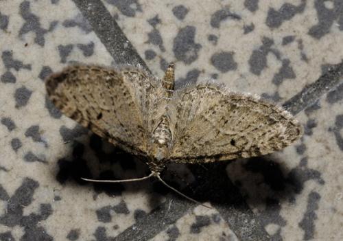 Réf. 31 131 : Eupithecia virgaureata