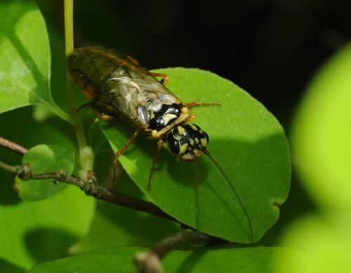 Réf. 31 500 : Acantholyda posticalis