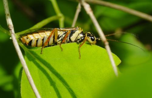 Acantholyda posticalis