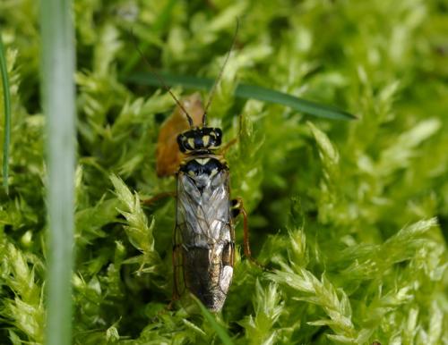 Réf. 31 502 : Acantholyda posticalis