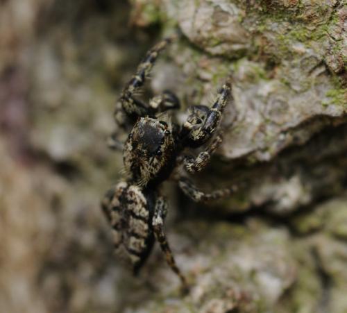 Marpissa muscosa