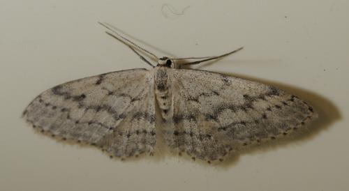 Réf. 31 781 : Idaea seriata