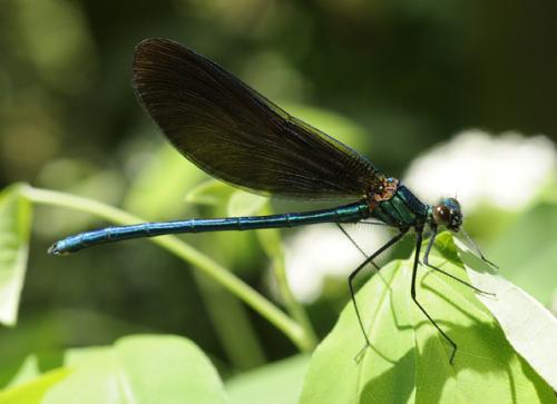 Calopteryx virgo