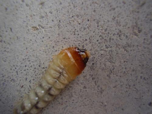 Réf. 31 043 : Rhagium sycophanta