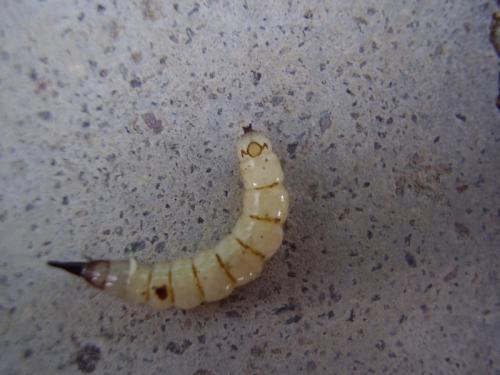 Xylophagus sp.