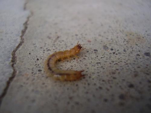Pyrochroa sp.