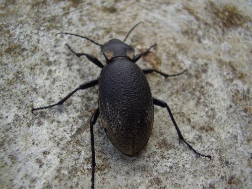 Carabus coriaceus