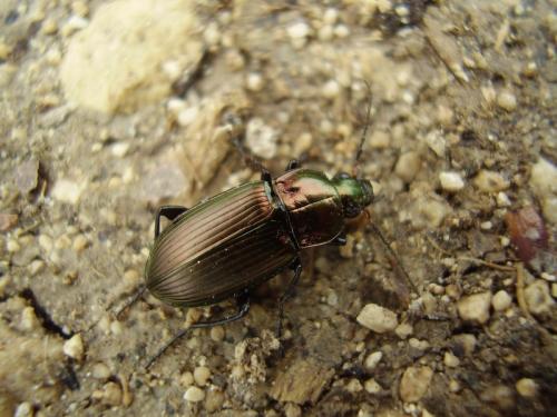 Réf. 31 464 : Poecilus cupreus
