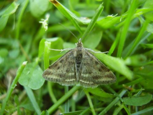 Pyrausta despicata