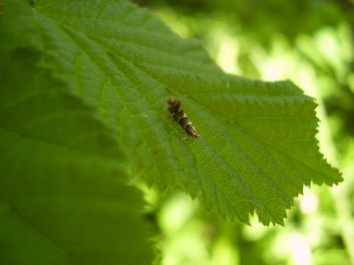 Réf. 31 875 : Phyllonorycter froelichiella