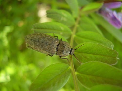 Agrypnus murinus