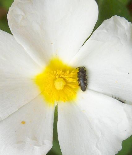 Réf. 31 778 : Acmaeodera bipunctata