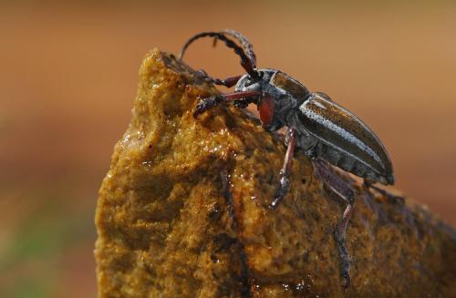 Réf. 31 923 : Iberodorcadion molitor