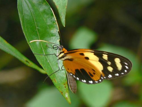 Melinaea ludovica