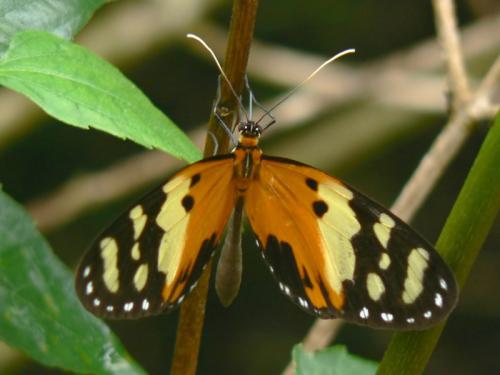Melinaea ludovica