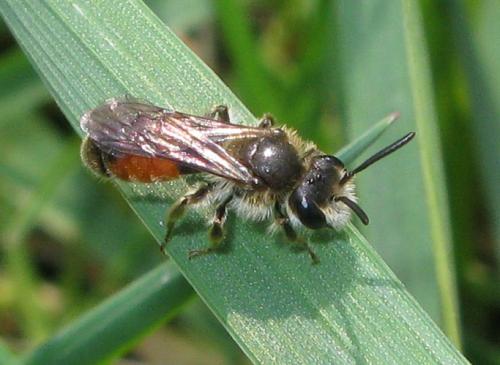 Réf. 31 005 : Andrena labiata