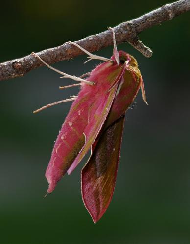 Deilephila elpenor