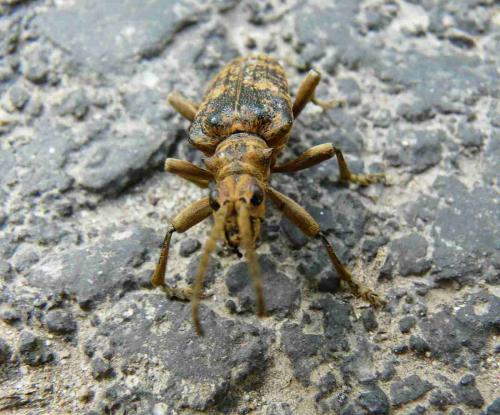 Rhagium sycophanta