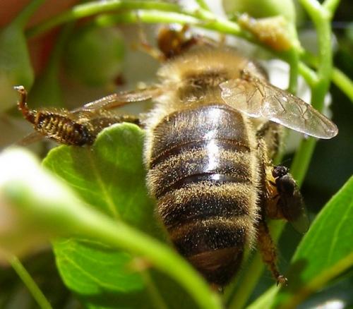 Réf. 31 706 : Desmometopa sp.