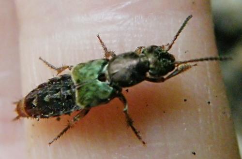 Abemus chloropterus
