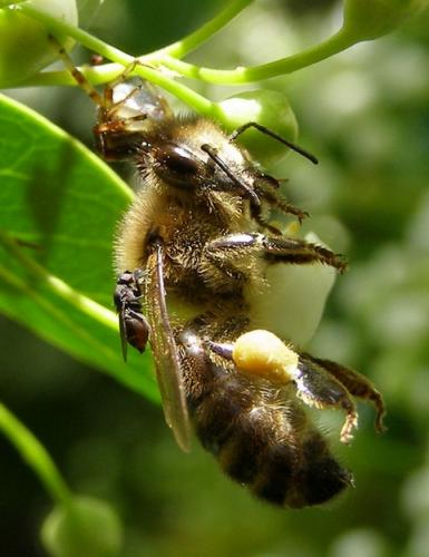 Desmometopa sp.