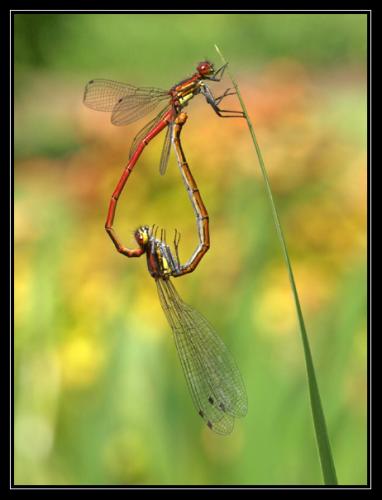 Pyrrhosoma nymphula