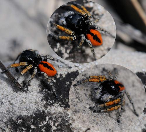 Philaeus chrysops