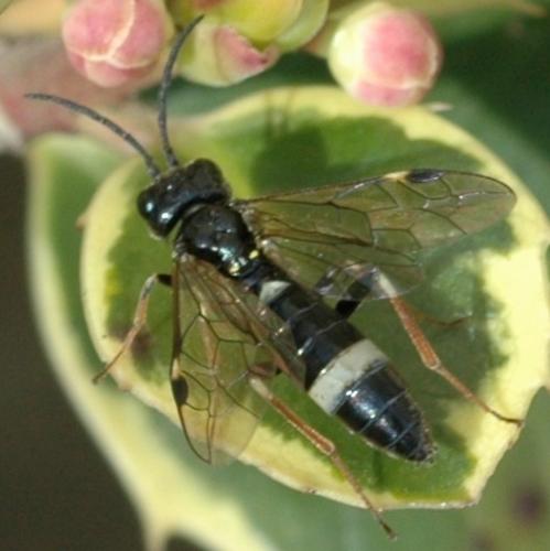 Réf. 31 455 : Emphytus sp.