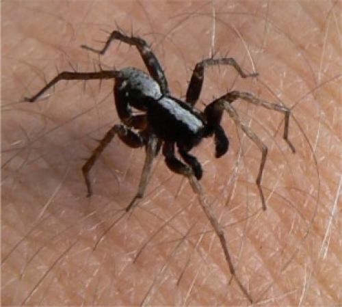 Pardosa sp.