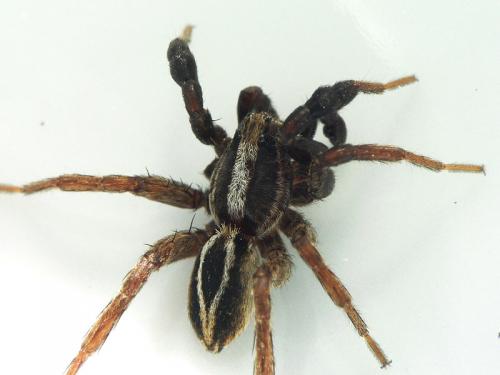 Alopecosa cuneata