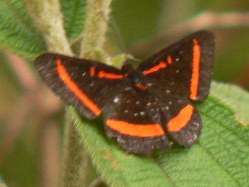 Réf. 31 178 : Amarynthis meneria