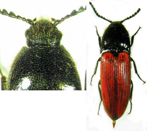 Ampedus rufipennis