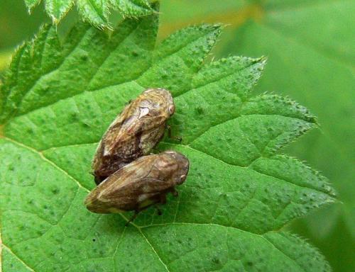 Philaenus spumarius