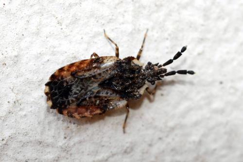Aradus depressus