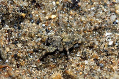 Arctosa perita